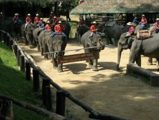 Mae Sa Elefantencamp bei Chiang Mai