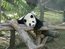 Einer der Pandas im Zoo von Chiang Mai bei seiner Hauptbeschäftigung
