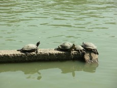 Schildkröten im Lumpini