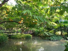 blick in den garten