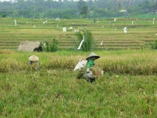 Bali1.JPG