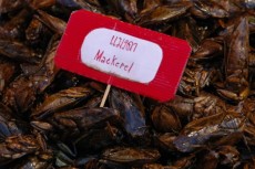 Das Schild muss wohl ein Übersetzungsfehler sein. Es handelt sich dabei definitiv nicht um Makrelen!   (Oder kenne ich da eine Bedeutung des Wortes "mackerel" nicht...)