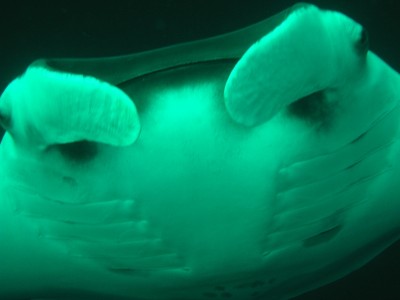 Manta2.JPG (236.93 KiB) 1702 mal betrachtet Manta bei Hin Daeng