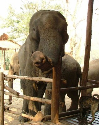 0207ElefantNaturePark30.JPG
