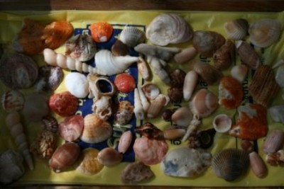 Muscheln.jpg (29.36 KiB) 6170 mal betrachtet Beute