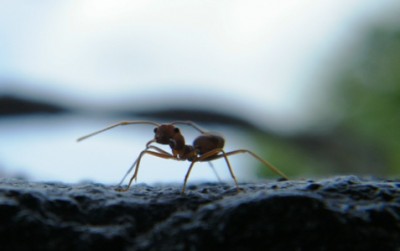 ant.JPG