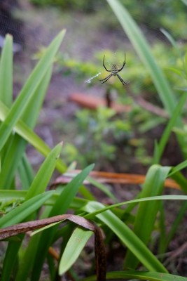 Wespenspinne auf Koh Kood, so kenne ich sie aus Deutschland