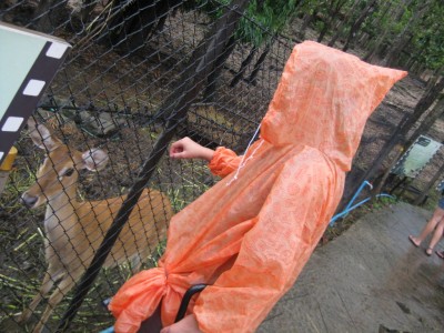 Im Zoo von Chiang Mai, August 2013