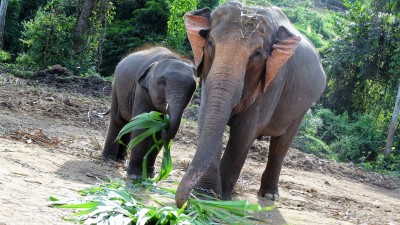 Elephant Special Tours
