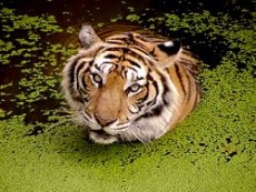 der Tiger im Zoo