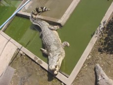 eines der "welt-grössten"  Krokodile