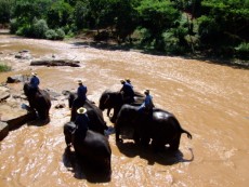 reichliche halbe Stunde Elefantenshow mit Fußball, diversen Kunststücken und Malen - anschließend Fotoshooting.
<br />Danach ca. 1-stündiger Elefantenritt durch die Berge.